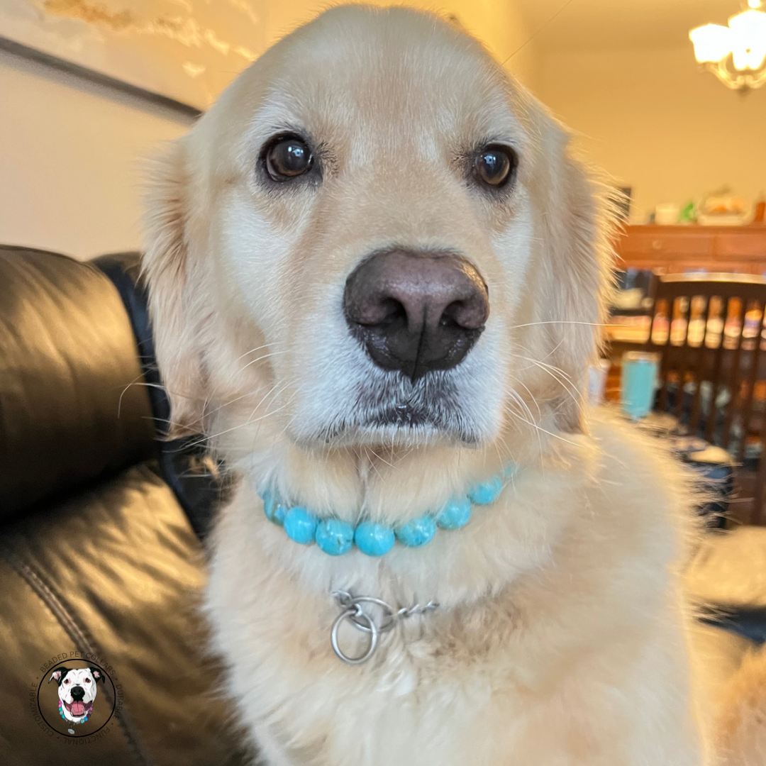 POPNCO Poseidon Beaded pet Collar - Turquoise beaded dog collar on aircraft grade stainless steel wire.