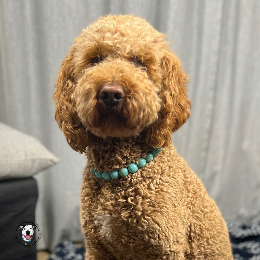 POPNCO Poseidon Beaded pet Collar - Turquoise beaded dog collar on aircraft grade stainless steel wire.