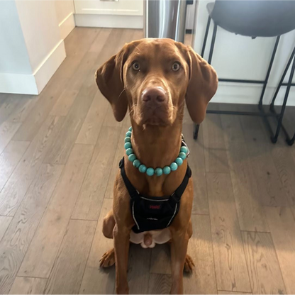 POPNCO Poseidon Beaded pet Collar - Turquoise beaded dog collar on aircraft grade stainless steel wire.