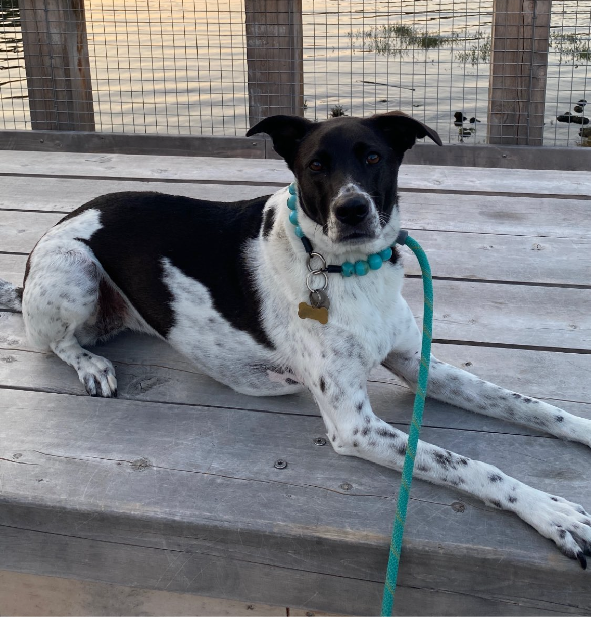 Black and white dog with a blue collar and leash on a wooden deck