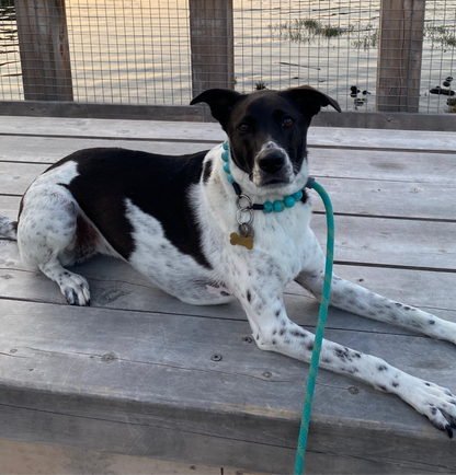 Black and white dog with a blue collar and leash on a wooden deck
