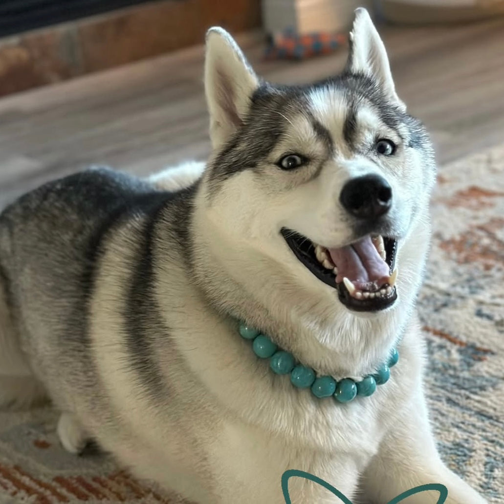 Husky dog wearing a turquoise beaded collar on a carpeted floor.