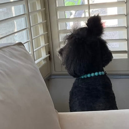 Dog sitting on a couch looking out a window with blinds.