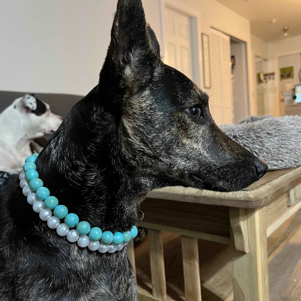 POPNCO Pearl 14mm Beaded pet Collar. Acrylic and Resin beads on Aircraft Grade Stainless Steel Wire.