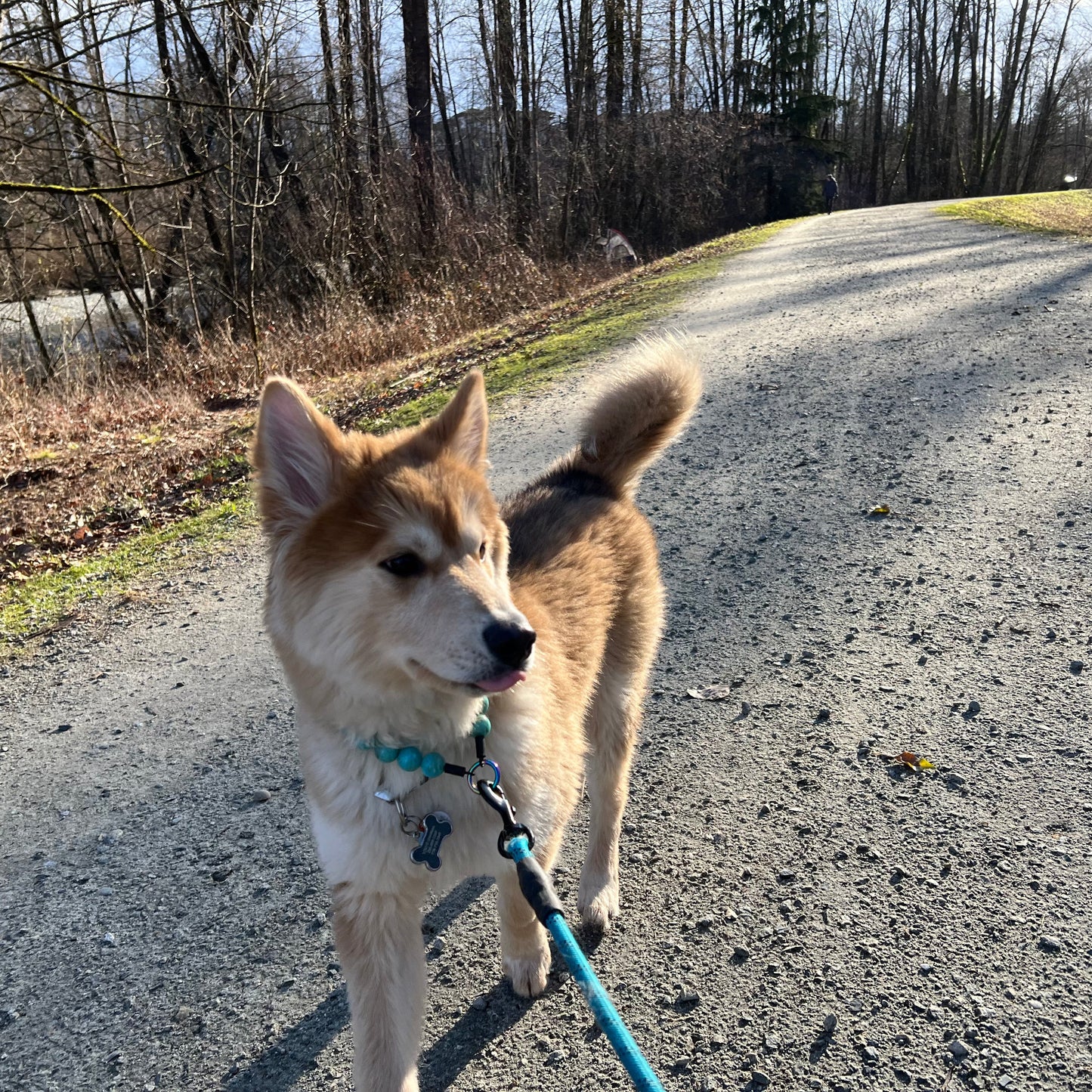 1 Hour On Leash Dog Walk with Lisa