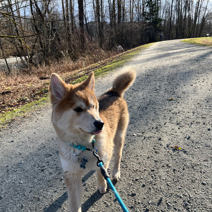 1 Hour On Leash Dog Walk with Lisa