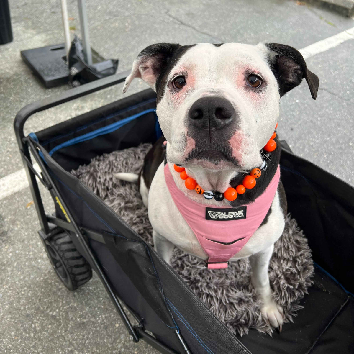 POPNCO Pumpkin Beaded pet Collar. Dog wearing a pink harness and orange beads sitting in a stroller on a street. POPNCO beaded collar, Beaded dog collar, Breathable dog collar, cat collar, Collar for sensitive skin dogs, Comfortable Dog Collar, dog collar, Durable dog collar, Easy to clean dog collar, fashion collar, Halloween Collar, handmade, Pet accessories, pet collar, popnco, Popnco dog collar, Seasonal Pet Collar, slip on collar, Slip on dog collar, Spooky Collar, Stylish dog collar