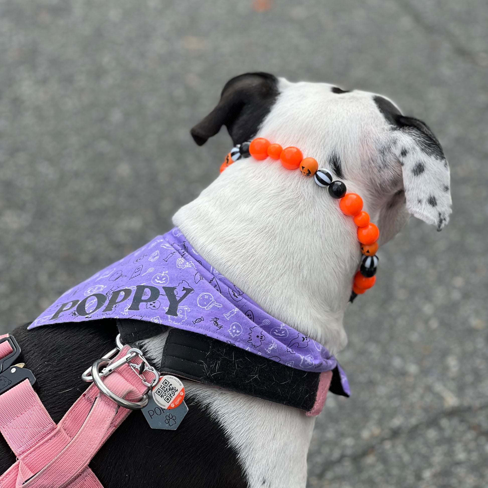POPNCO Pumpkin Beaded pet Collar. Dog wearing a purple bandana with 'POPPY' on a gray pavement background POPNCO beaded collar, Beaded dog collar, Breathable dog collar, cat collar, Collar for sensitive skin dogs, Comfortable Dog Collar, dog collar, Durable dog collar, Easy to clean dog collar, fashion collar, Halloween Collar, handmade, Pet accessories, pet collar, popnco, Popnco dog collar, Seasonal Pet Collar, slip on collar, Slip on dog collar, Spooky Collar, Stylish dog collar