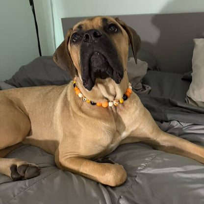 Dog wearing a colorful bead necklace lying on a bed. POPNCO beaded collar, Beaded dog collar, Breathable dog collar, cat collar, Comfortable Dog Collar, dog collar, Durable dog collar, Easy to clean dog collar, fashion collar, Halloween Collar, handmade, Pet accessories, pet collar, Popnco dog collar, Seasonal Pet Collar, slip on collar, Slip on dog collar, Spooky Collar, Stylish dog collar