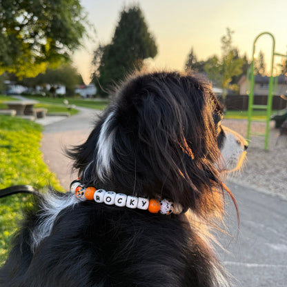 Dog named Rocky wearing a colorful collar in a park setting POPNCO beaded collar, Beaded dog collar, Breathable dog collar, cat collar, Comfortable Dog Collar, dog collar, Durable dog collar, Easy to clean dog collar, fashion collar, Halloween Collar, handmade, Pet accessories, pet collar, Popnco dog collar, Seasonal Pet Collar, slip on collar, Slip on dog collar, Spooky Collar, Stylish dog collar