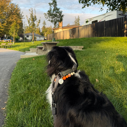Dog on a leash in a park with grass and trees in the background POPNCO beaded collar, Beaded dog collar, Breathable dog collar, cat collar, Comfortable Dog Collar, dog collar, Durable dog collar, Easy to clean dog collar, fashion collar, Halloween Collar, handmade, Pet accessories, pet collar, Popnco dog collar, Seasonal Pet Collar, slip on collar, Slip on dog collar, Spooky Collar, Stylish dog collar
