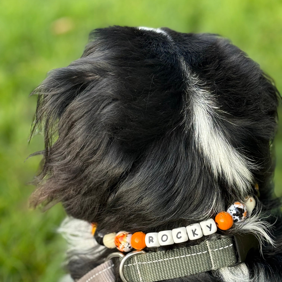 Dog wearing a collar with 'Rocky' on it, standing in grass. POPNCO beaded collar, Beaded dog collar, Breathable dog collar, cat collar, Comfortable Dog Collar, dog collar, Durable dog collar, Easy to clean dog collar, fashion collar, Halloween Collar, handmade, Pet accessories, pet collar, Popnco dog collar, Seasonal Pet Collar, slip on collar, Slip on dog collar, Spooky Collar, Stylish dog collar
