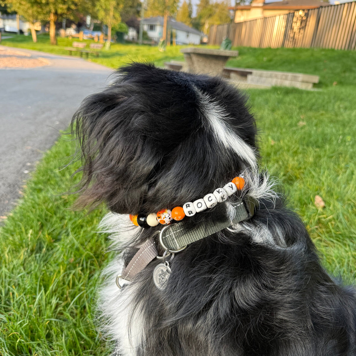 Dog with a colorful collar sitting on grass POPNCO beaded collar, Beaded dog collar, Breathable dog collar, cat collar, Comfortable Dog Collar, dog collar, Durable dog collar, Easy to clean dog collar, fashion collar, Halloween Collar, handmade, Pet accessories, pet collar, Popnco dog collar, Seasonal Pet Collar, slip on collar, Slip on dog collar, Spooky Collar, Stylish dog collar