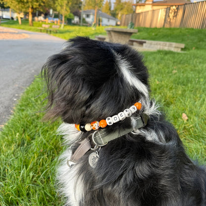 Dog with a colorful collar sitting on grass POPNCO beaded collar, Beaded dog collar, Breathable dog collar, cat collar, Comfortable Dog Collar, dog collar, Durable dog collar, Easy to clean dog collar, fashion collar, Halloween Collar, handmade, Pet accessories, pet collar, Popnco dog collar, Seasonal Pet Collar, slip on collar, Slip on dog collar, Spooky Collar, Stylish dog collar
