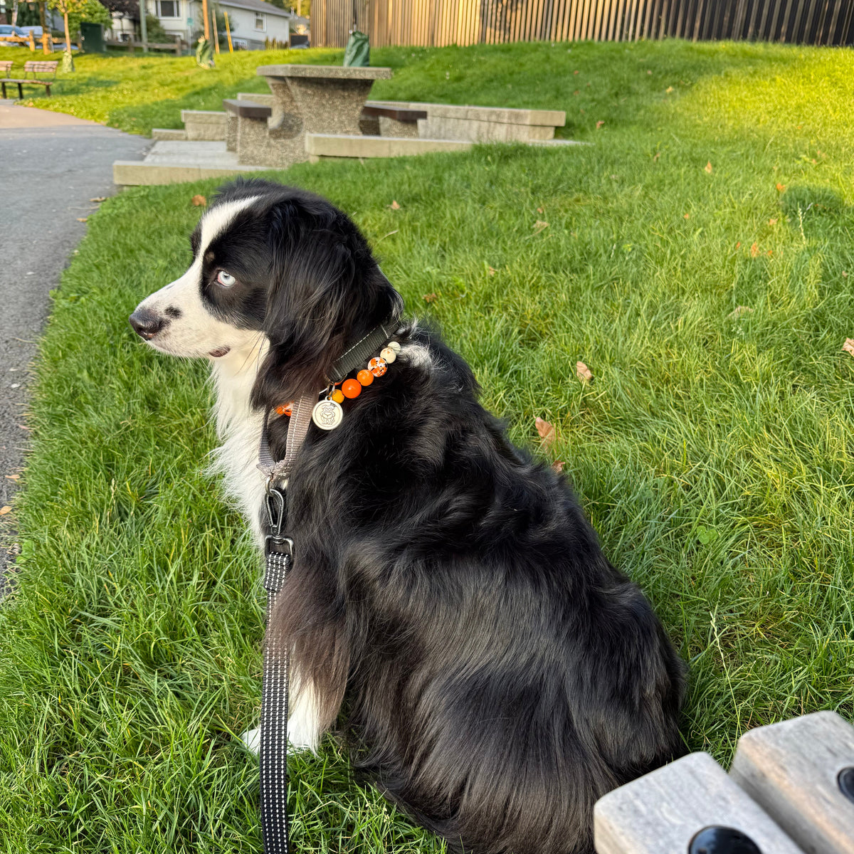 Black and white dog sitting on grass with a park bench and picnic table in the background. POPNCO beaded collar, Beaded dog collar, Breathable dog collar, cat collar, Comfortable Dog Collar, dog collar, Durable dog collar, Easy to clean dog collar, fashion collar, Halloween Collar, handmade, Pet accessories, pet collar, Popnco dog collar, Seasonal Pet Collar, slip on collar, Slip on dog collar, Spooky Collar, Stylish dog collar