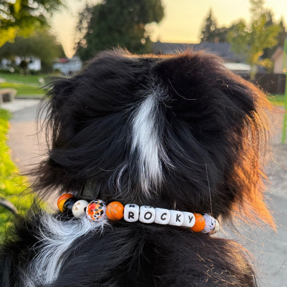Dog wearing a 'Rocky' collar with pumpkin spice design, standing outdoors.