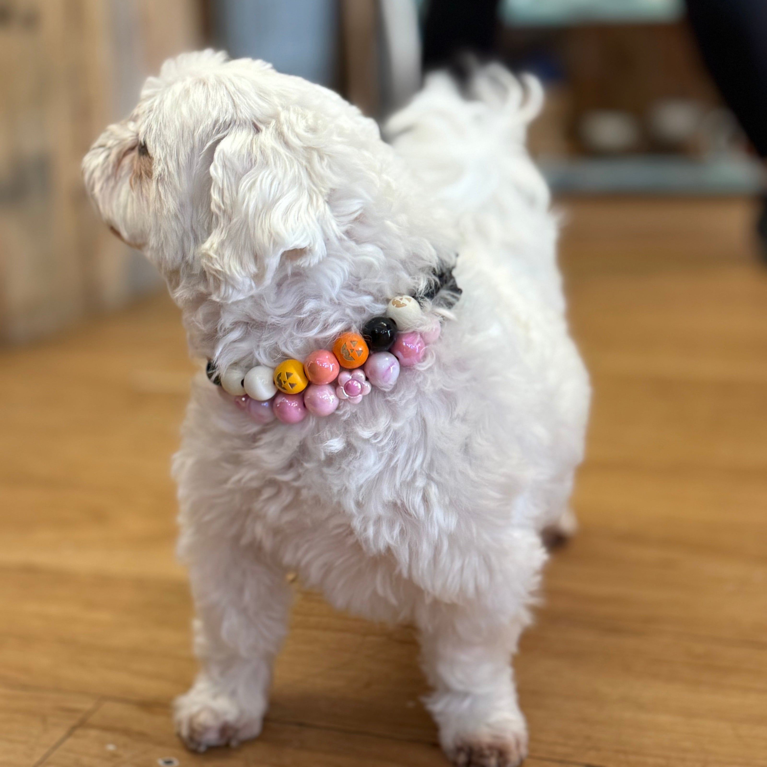 Small white dog wearing a colorful beaded collar on a wooden floor.