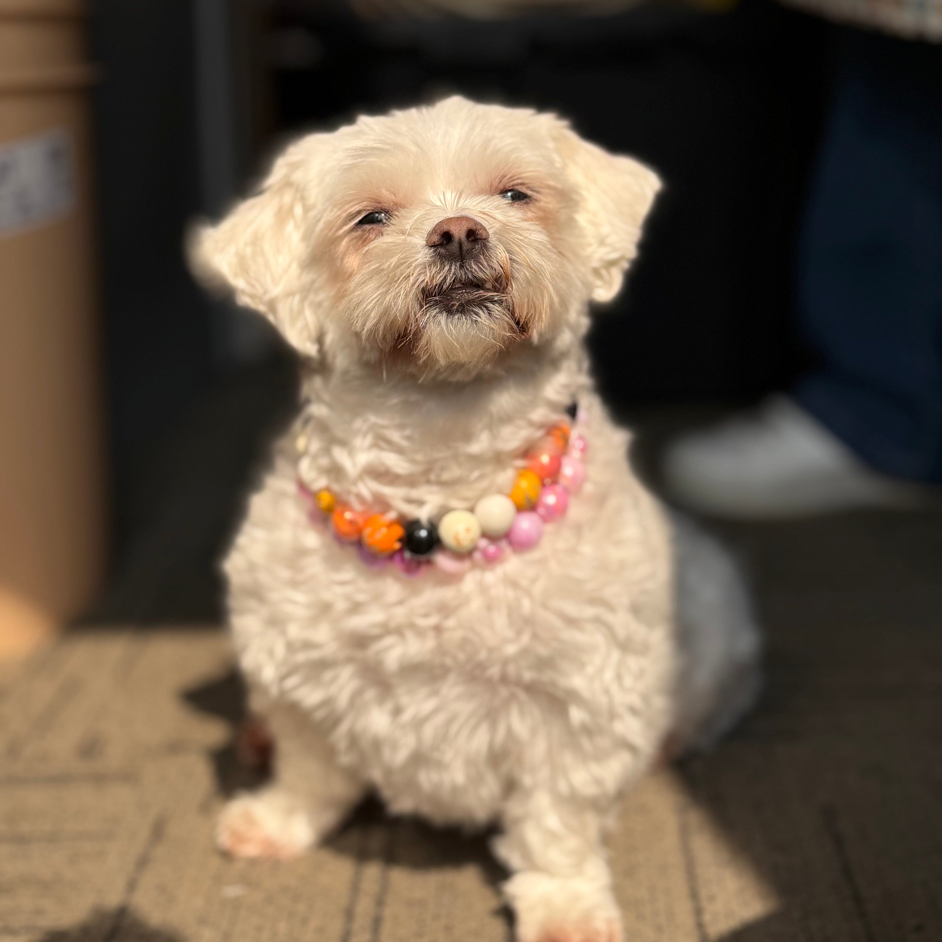 Small white dog with a colorful collar standing indoors