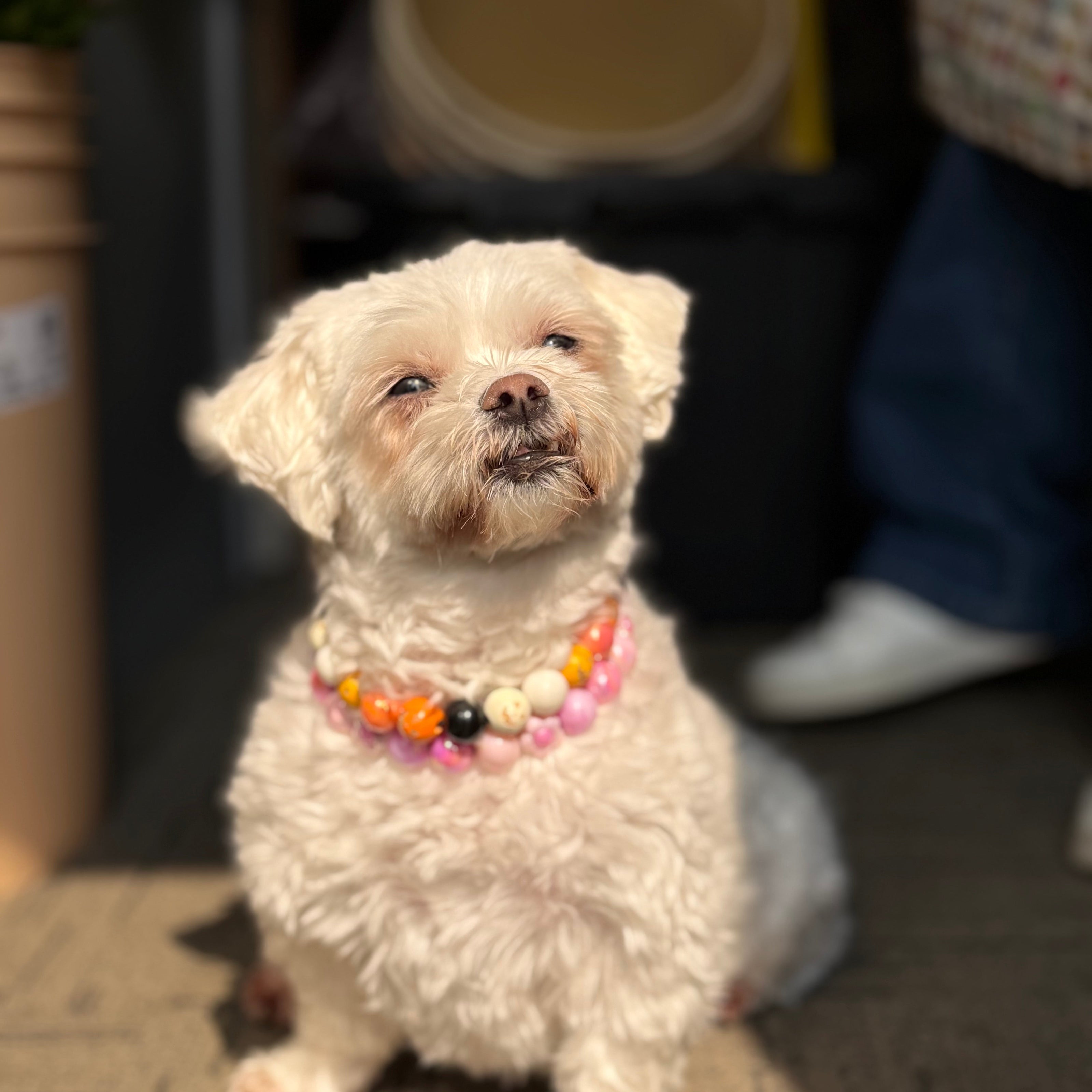 Small white dog wearing two POPNCO beaded dog collars standing on a carpeted floor. There is a pink one named Maisy and another one that is black, white and orange named Pumpkin Spice. 