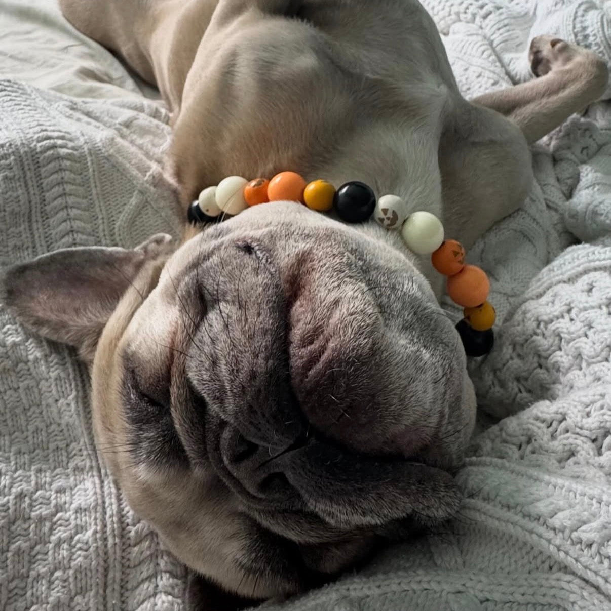 Dog lying on a bed with a chew toy, text 'Sundays..'
