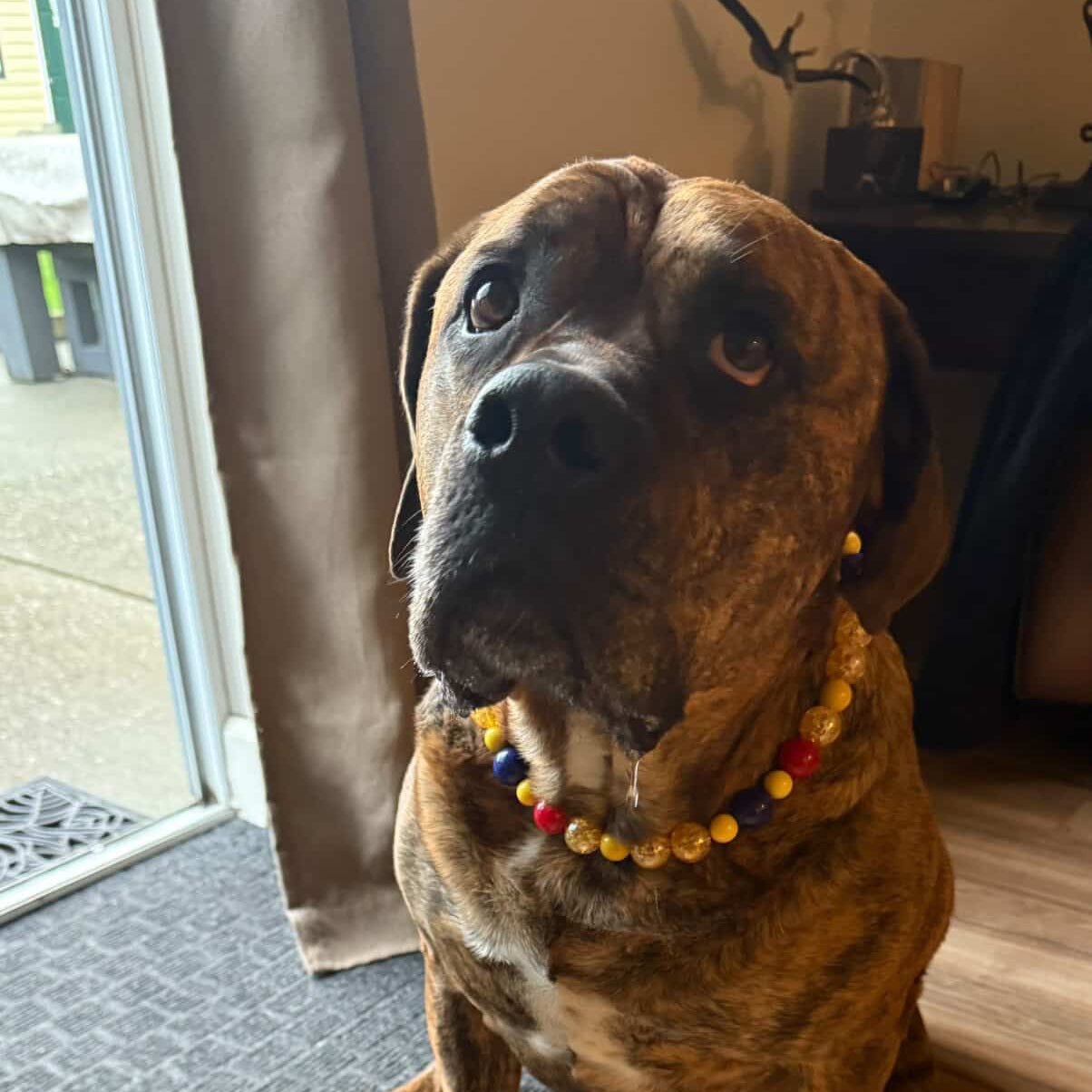 Brindle dog wearing a colorful collar sitting indoors.