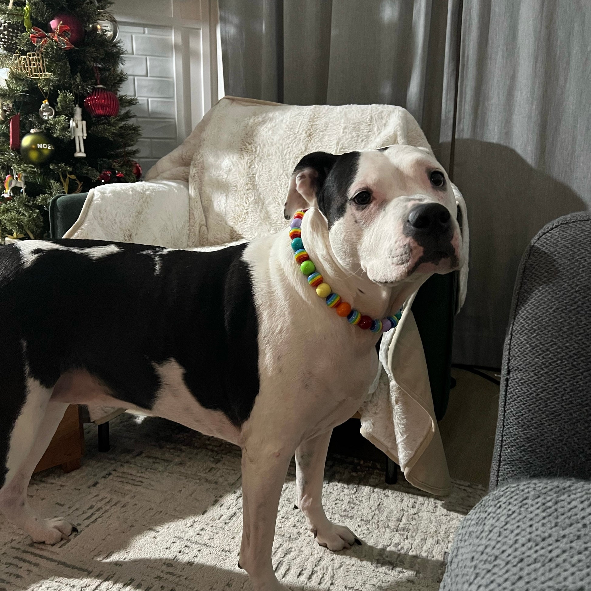 Dog wearing a colorful collar standing in a room with a Christmas tree in the background