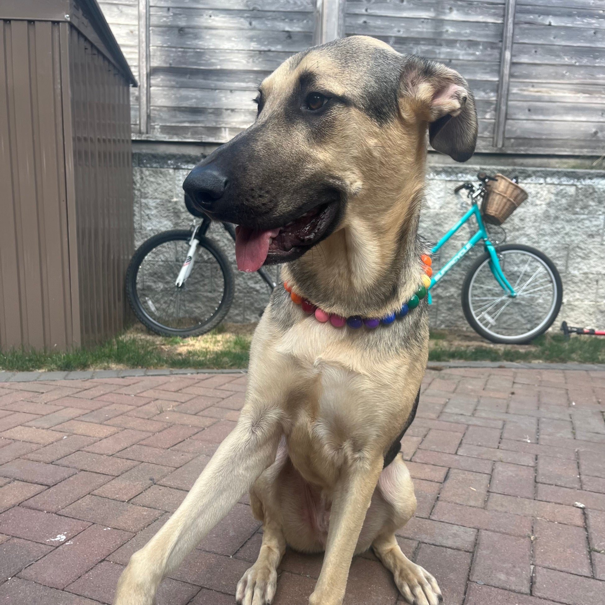 Dog sitting on a brick patio with a bicycle in the background