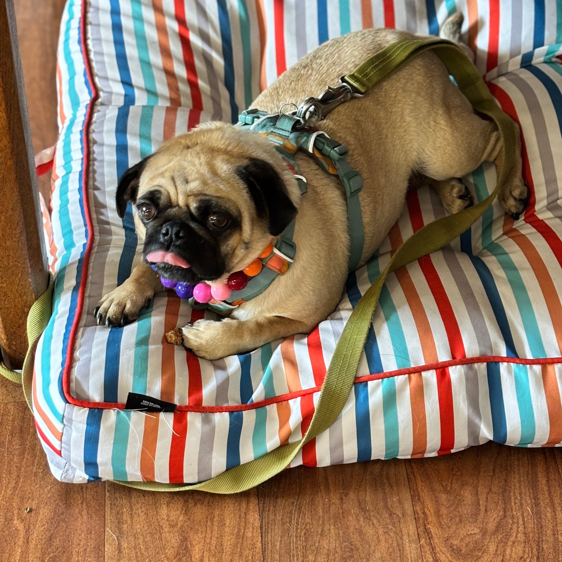 Pug dog on a striped pet bed with wooden floor background