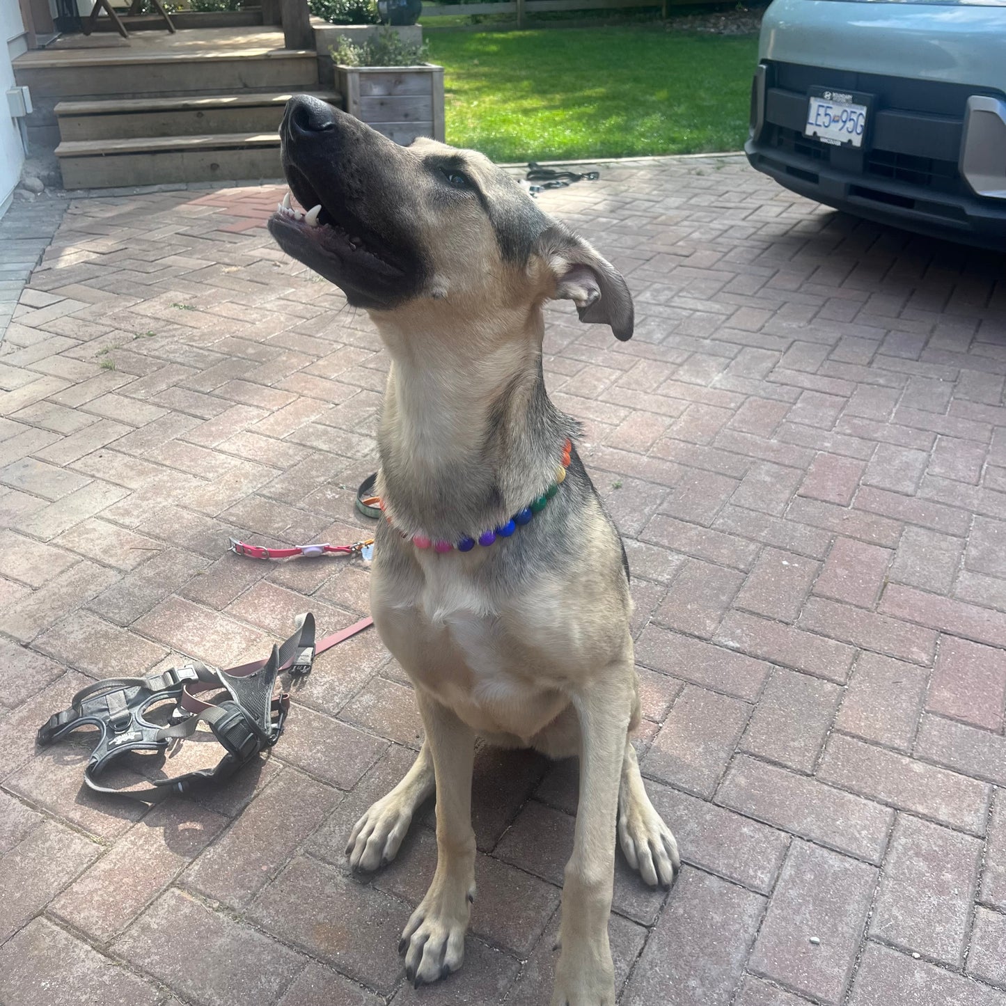 Dog sitting on a brick patio with a car and grass in the background
