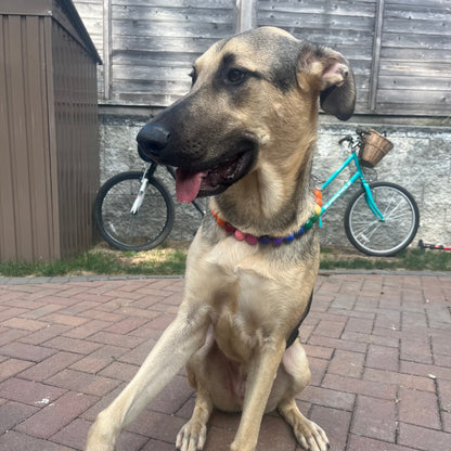 Dog sitting on a brick patio with a bicycle in the background POPNCO