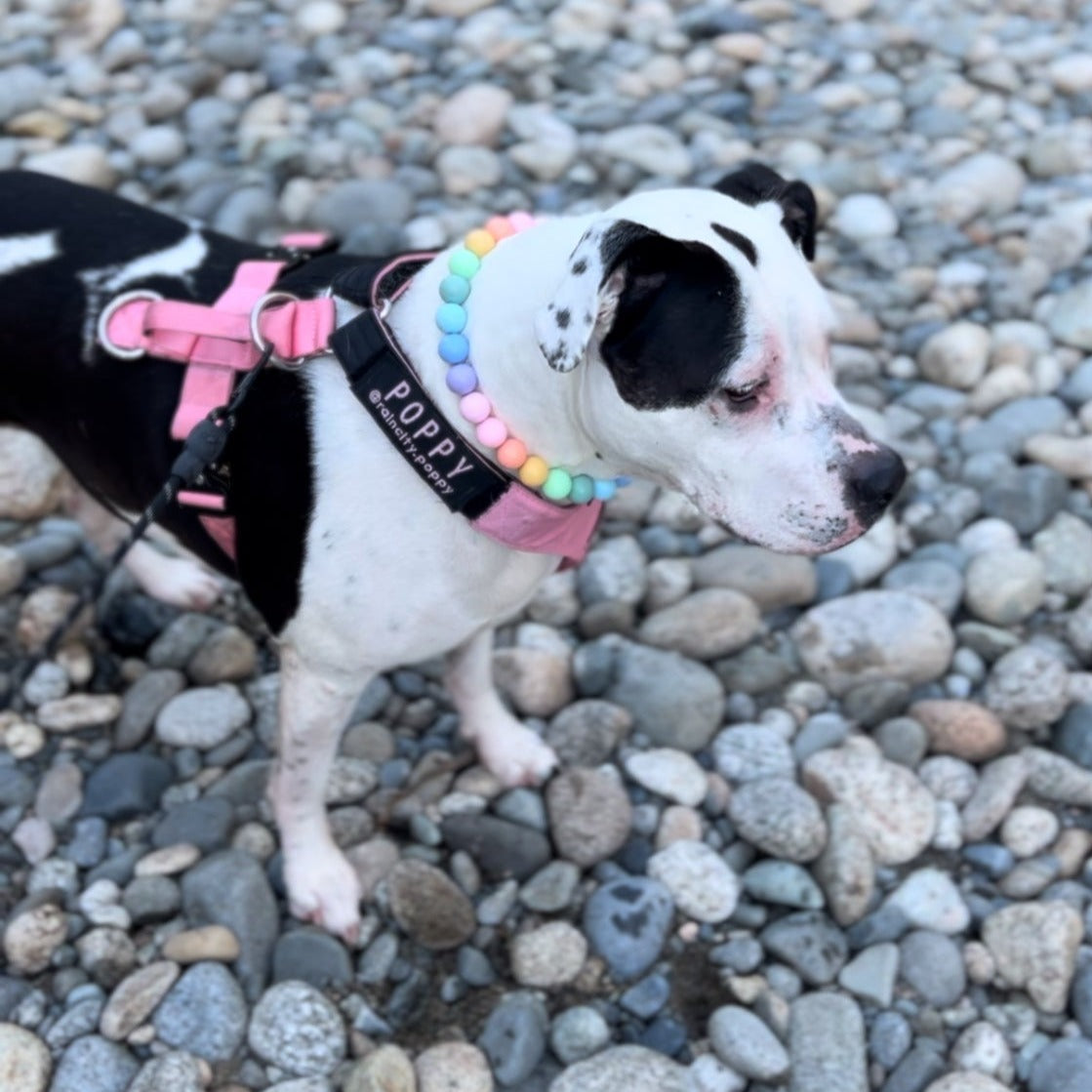 POPNCO beaded collar, Beaded dog collar, Breathable dog collar, cat collar, Comfortable Dog Collar, dog collar, Durable dog collar, Easy to clean dog collar, Easy to clean dog collars, fashion collar, Pet accessories, pet collar, popnco, Popnco dog collar, purple, slip on collar, Slip on dog collar, Stylish dog collar
