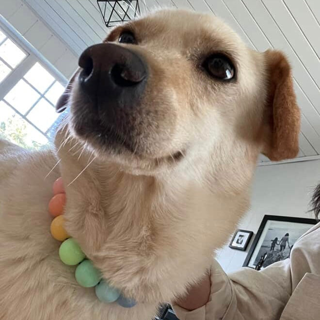 Dog with a colorful ball toy in a home setting POPNCO beaded collar, Beaded dog collar, Breathable dog collar, cat collar, Comfortable Dog Collar, dog collar, Durable dog collar, Easy to clean dog collar, Easy to clean dog collars, fashion collar, Pet accessories, pet collar, popnco, Popnco dog collar, purple, slip on collar, Slip on dog collar, Stylish dog collar
