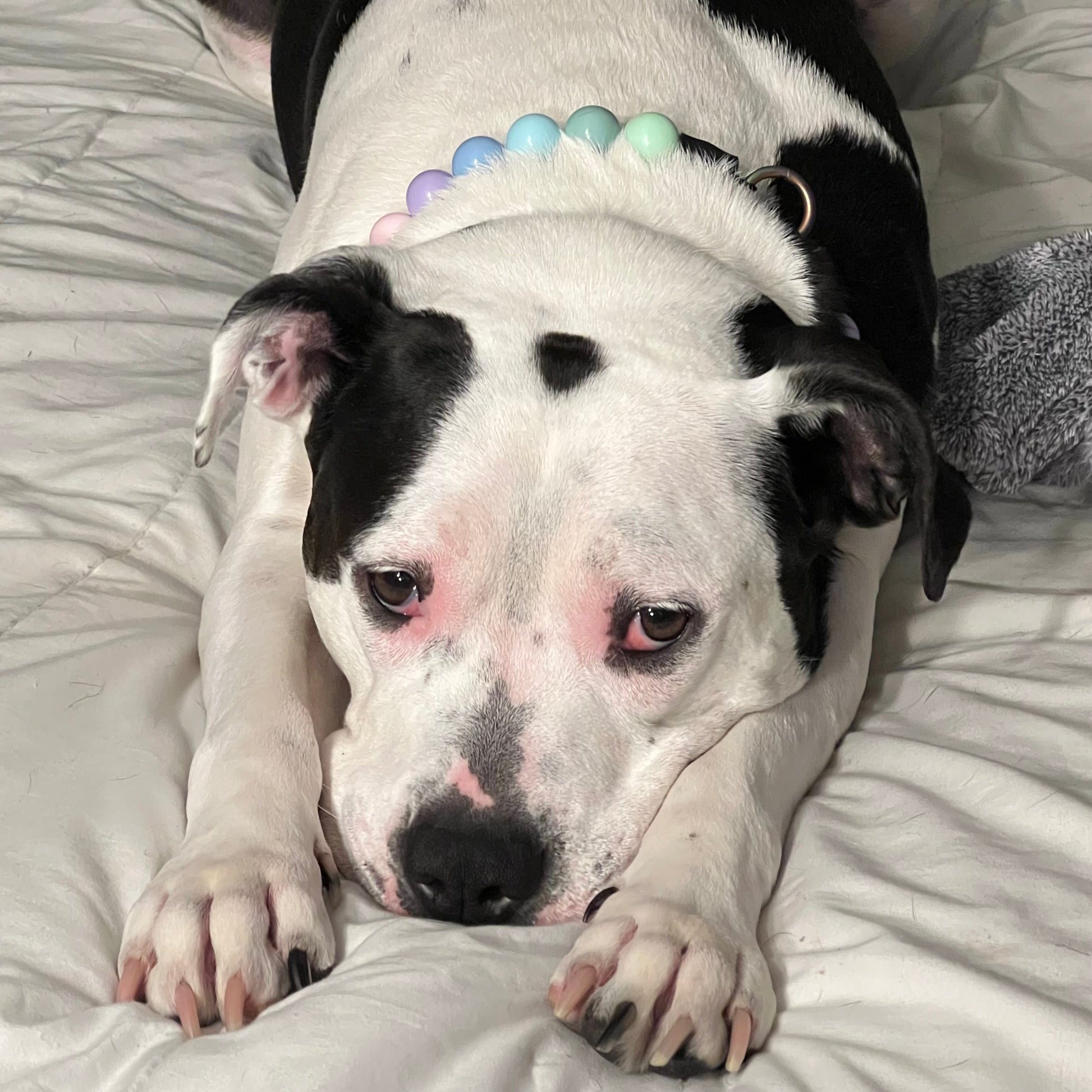 Dog wearing a colorful collar lying on a bed