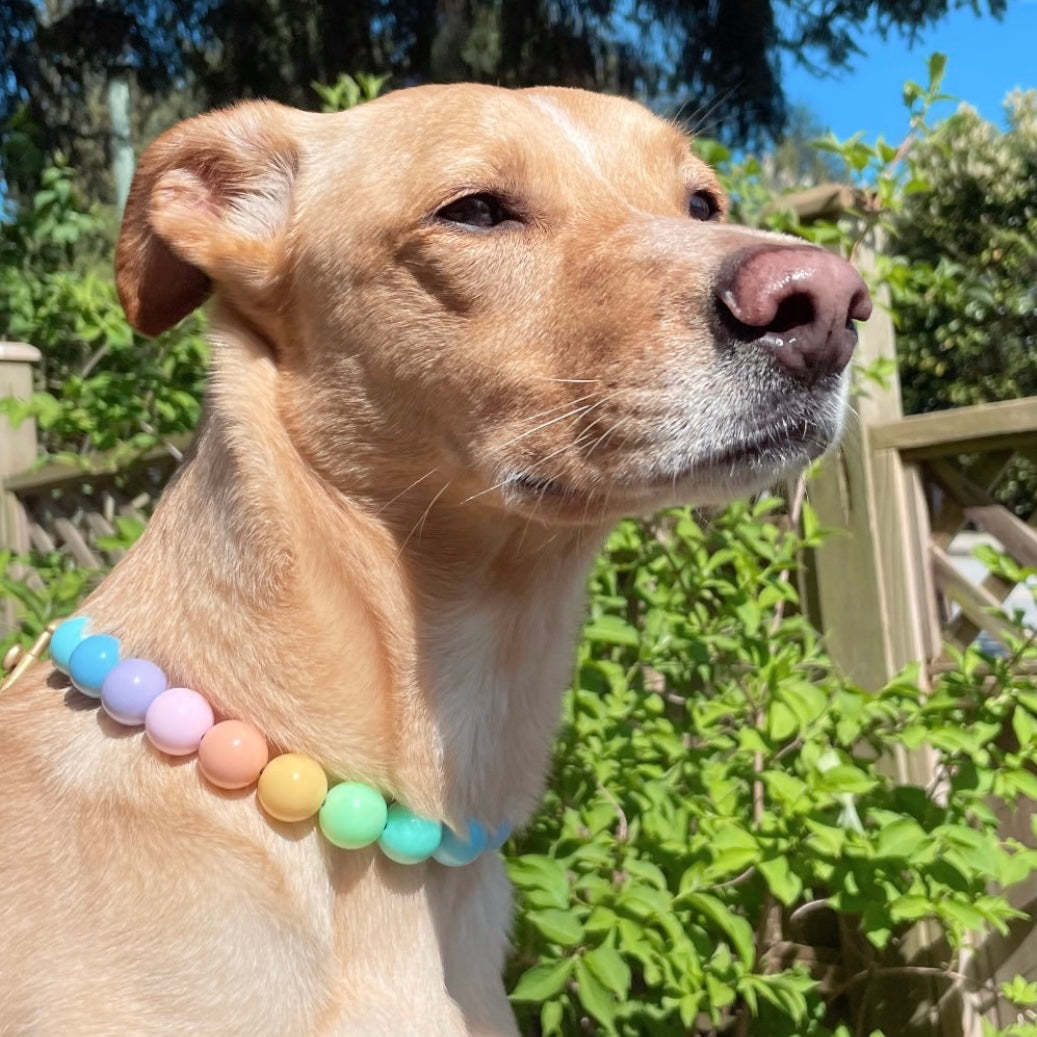 POPNCO beaded collar, Beaded dog collar, Breathable dog collar, cat collar, Comfortable Dog Collar, dog collar, Durable dog collar, Easy to clean dog collar, Easy to clean dog collars, fashion collar, Pet accessories, pet collar, popnco, Popnco dog collar, purple, slip on collar, Slip on dog collar, Stylish dog collar