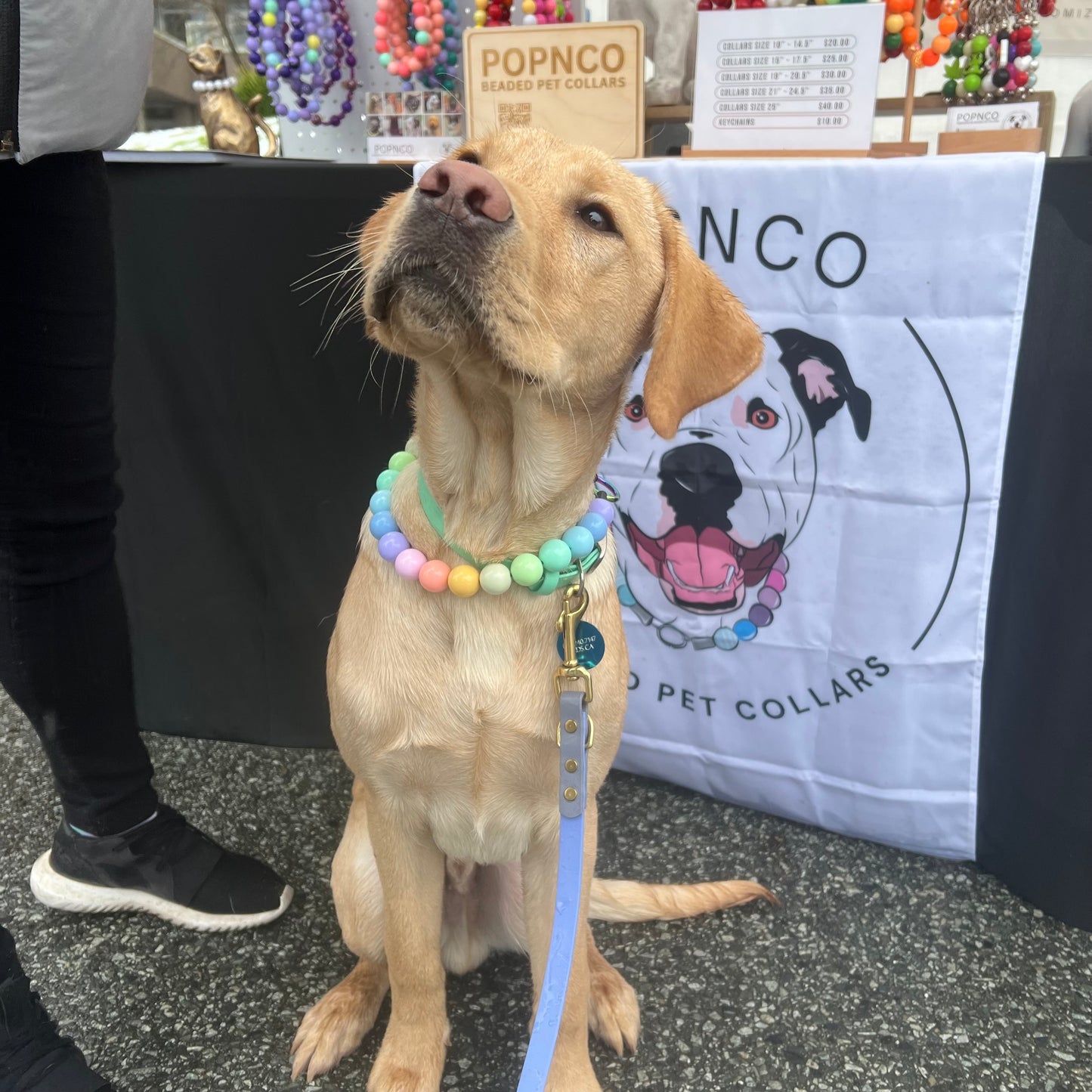 Dog wearing a colorful collar sitting in front of a Popnco branded booth. POPNCO beaded collar, Beaded dog collar, Breathable dog collar, cat collar, Comfortable Dog Collar, dog collar, Durable dog collar, Easy to clean dog collar, Easy to clean dog collars, fashion collar, Pet accessories, pet collar, popnco, Popnco dog collar, purple, slip on collar, Slip on dog collar, Stylish dog collar