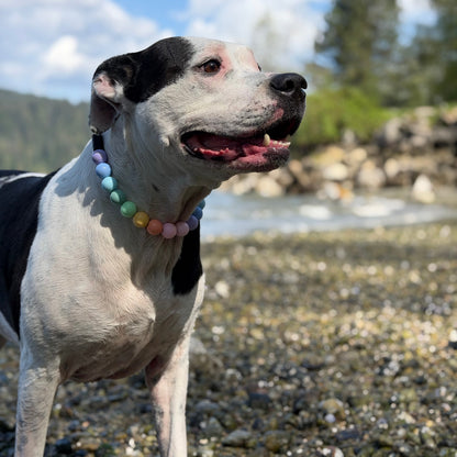 Dog with a colorful collar standing on a rocky beach with trees and water in the background