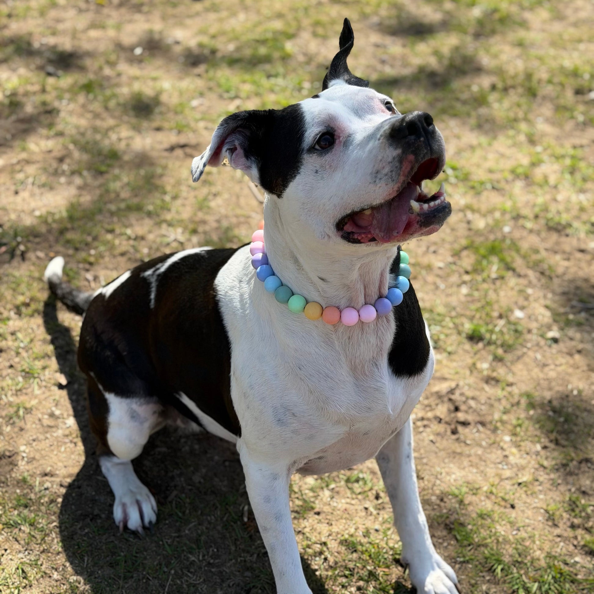 Dog wearing a colorful collar sitting on grass