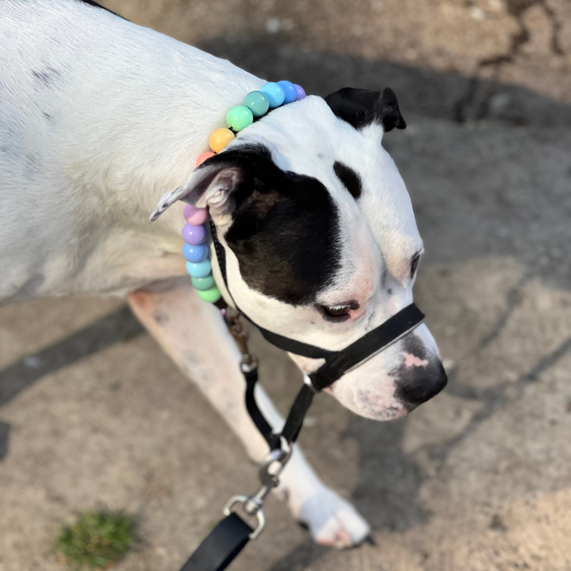 POPNCO beaded collar, Beaded dog collar, Breathable dog collar, cat collar, Comfortable Dog Collar, dog collar, Durable dog collar, Easy to clean dog collar, Easy to clean dog collars, fashion collar, Pet accessories, pet collar, popnco, Popnco dog collar, purple, slip on collar, Slip on dog collar, Stylish dog collar