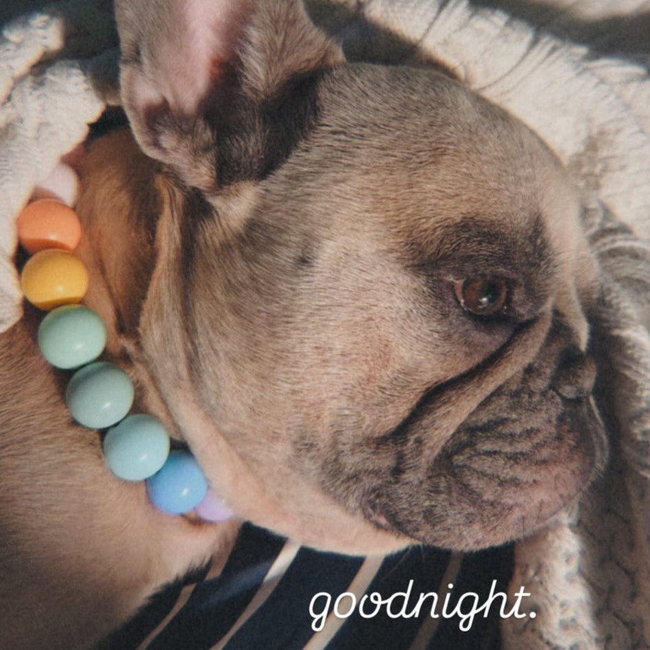 Dog wearing a colorful collar with 'goodnight' text on a dark background