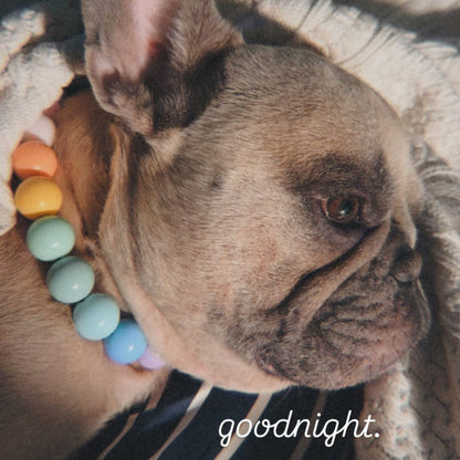 Dog wearing a colorful collar with 'goodnight' text on a dark background