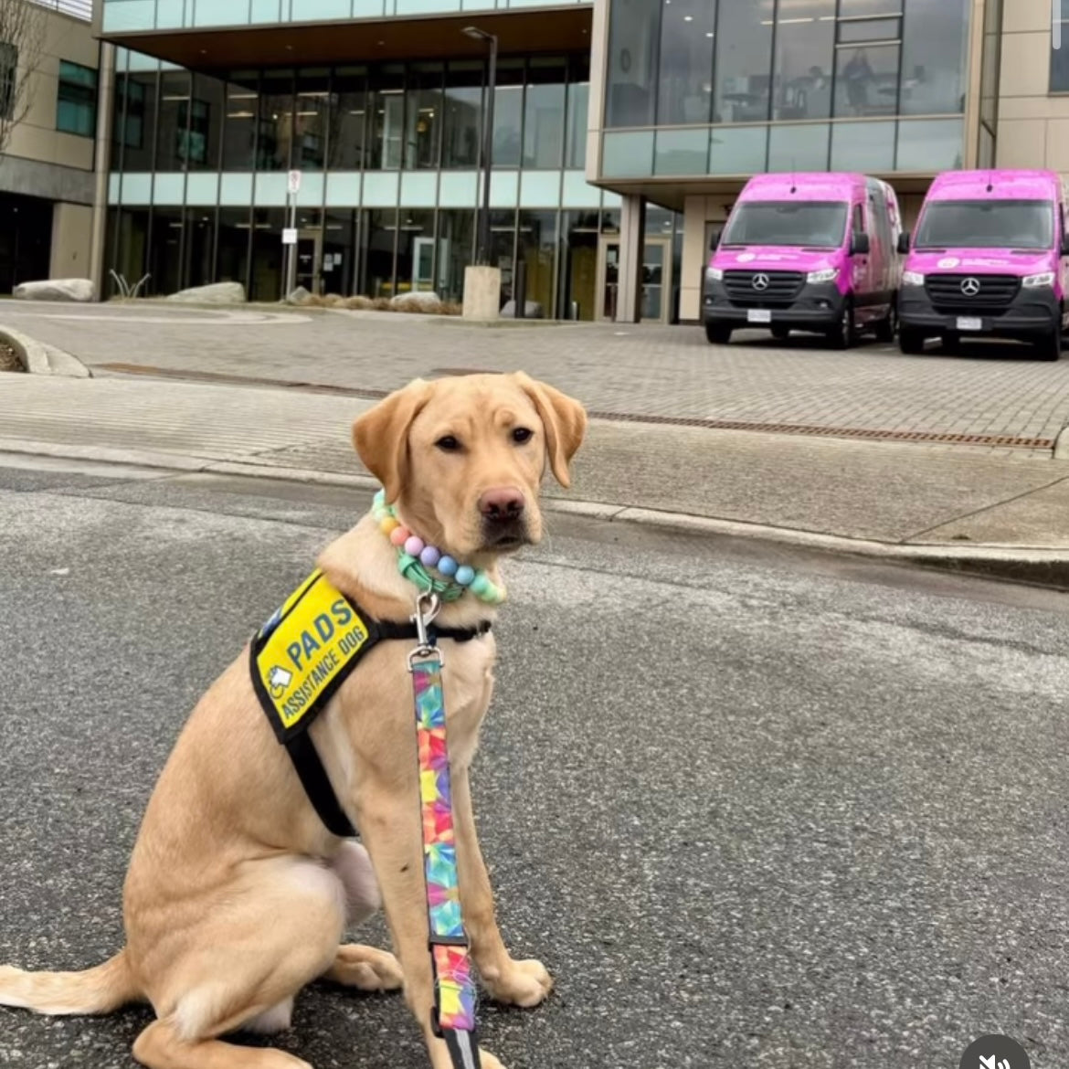 Dog wearing a colorful harness and leash in an urban setting with pink vans in the background.