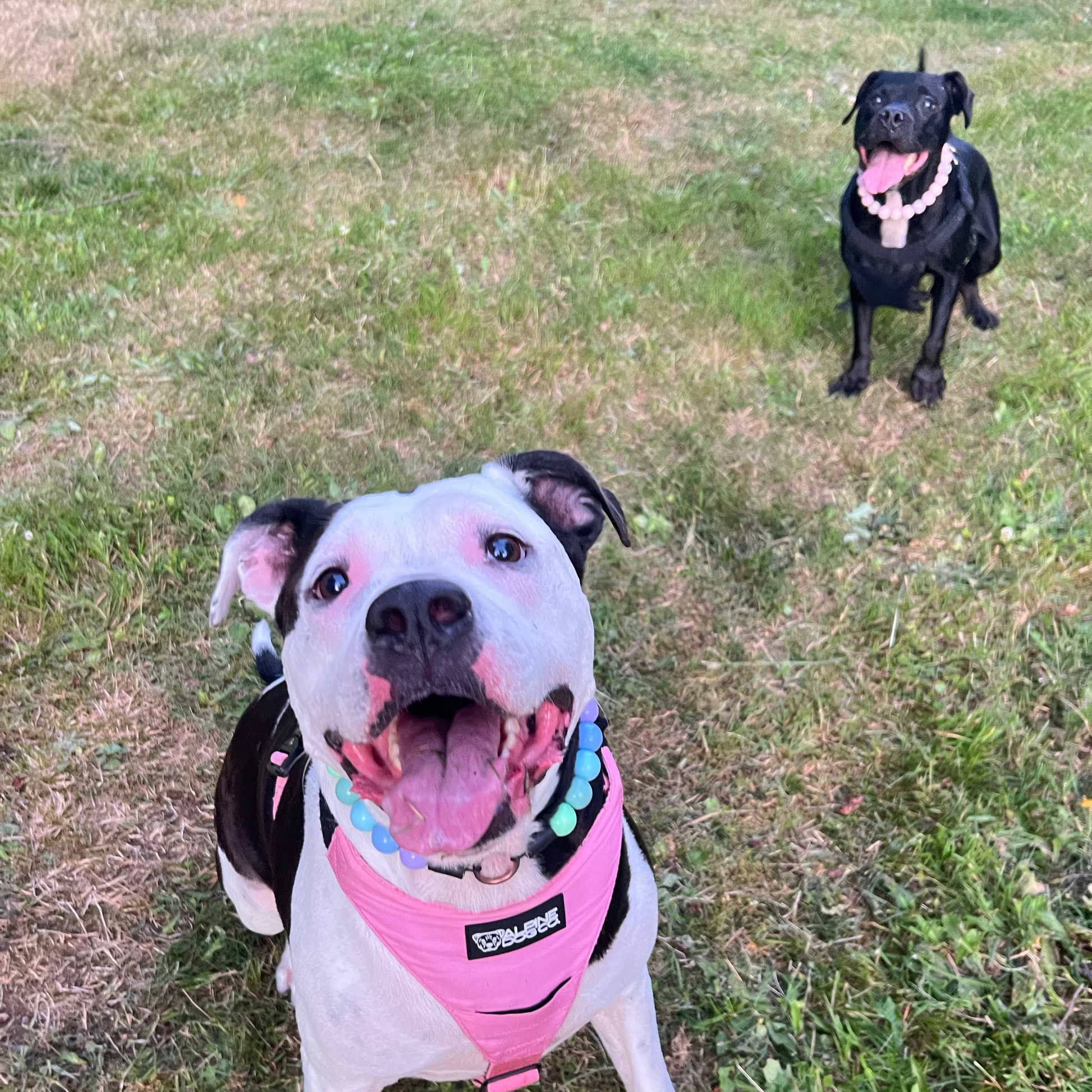Two dogs on a grassy field, one wearing a pink harness and the other in the background.