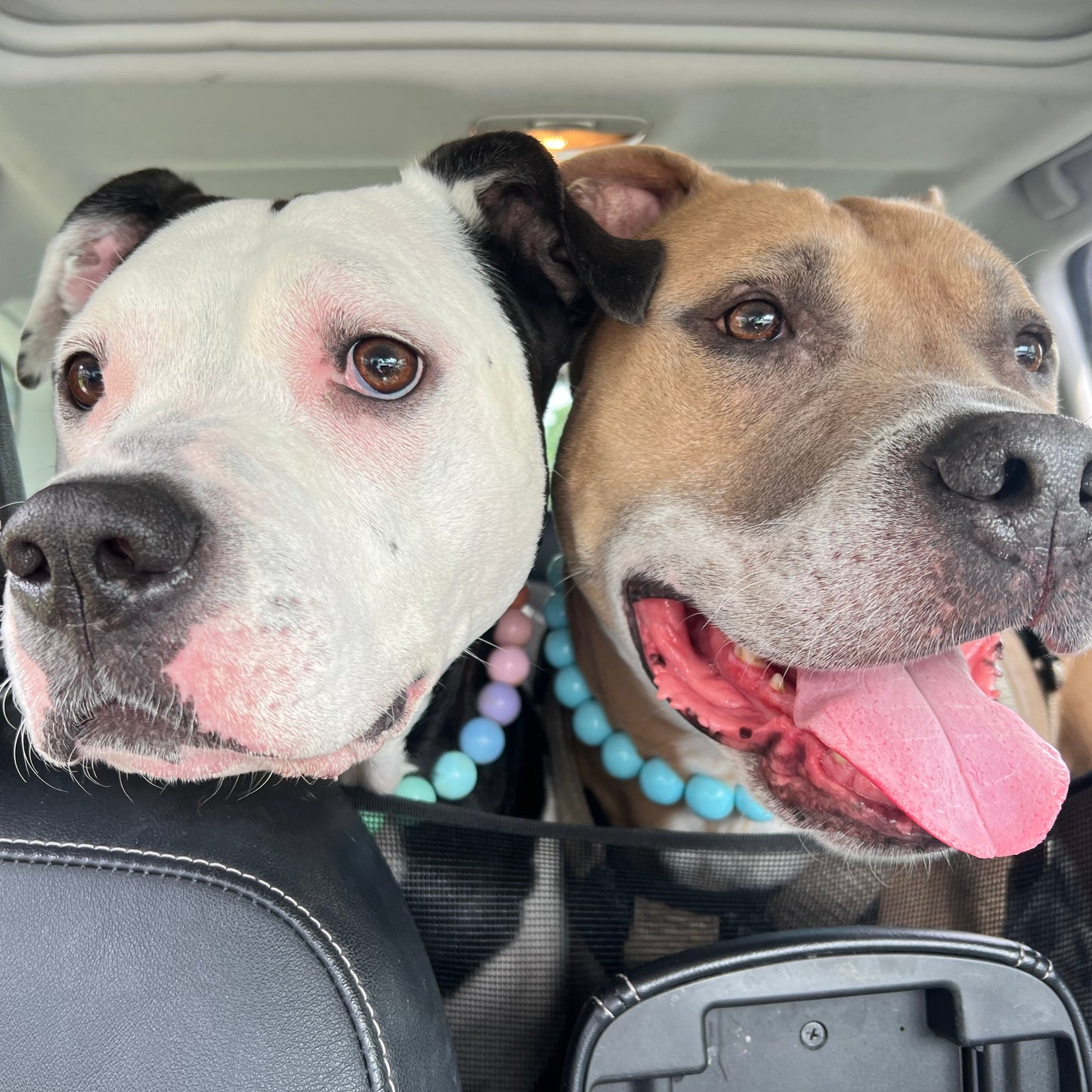 Two dogs sitting in a car with their heads out of the window. POPNCO beaded collar, Beaded dog collar, Breathable dog collar, cat collar, Collar for sensitive skin dogs, Comfortable Dog Collar, dog collar, Durable dog collar, Easy to clean dog collar, fashion collar, handmade, Pet accessories, pet collar, popnco, Popnco dog collar, slip on collar, Slip on dog collar, Stylish dog collar