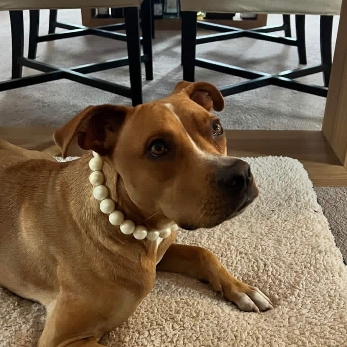 Dog wearing a white beaded collar sitting on a carpeted floor.
