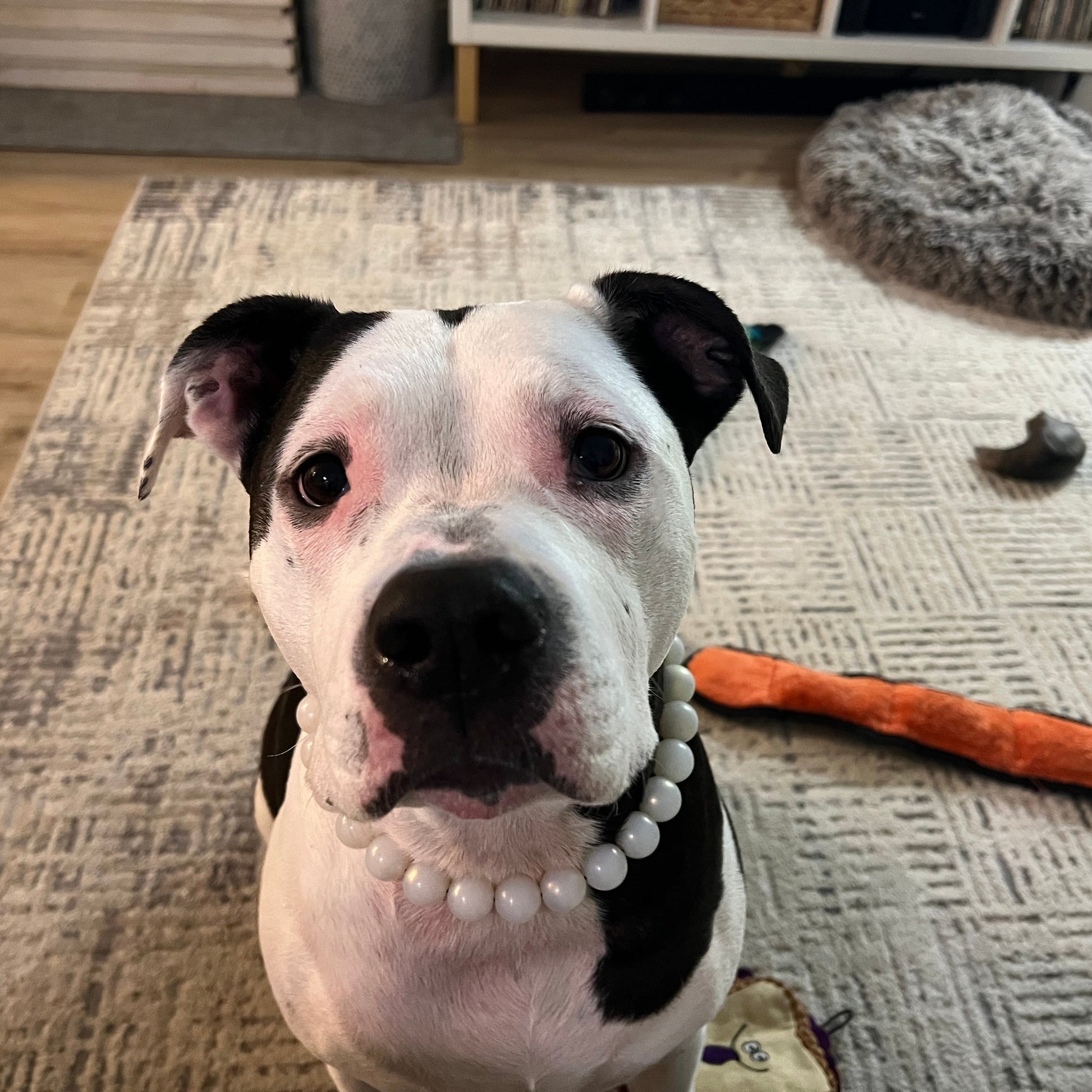 Dog wearing a pearl necklace on a carpeted floor with a toy in the background
