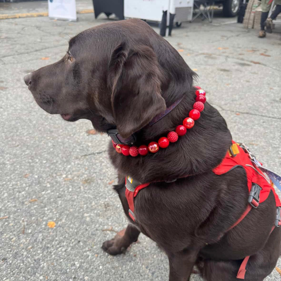 Brown dog wearing a red harness and beaded collar on a street.