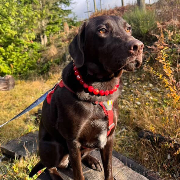 Dog wearing a red collar and harness in a natural setting with trees and power lines.