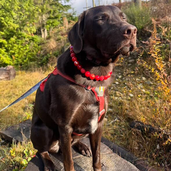 Dog wearing a red collar and harness sitting on a log in a forested area.