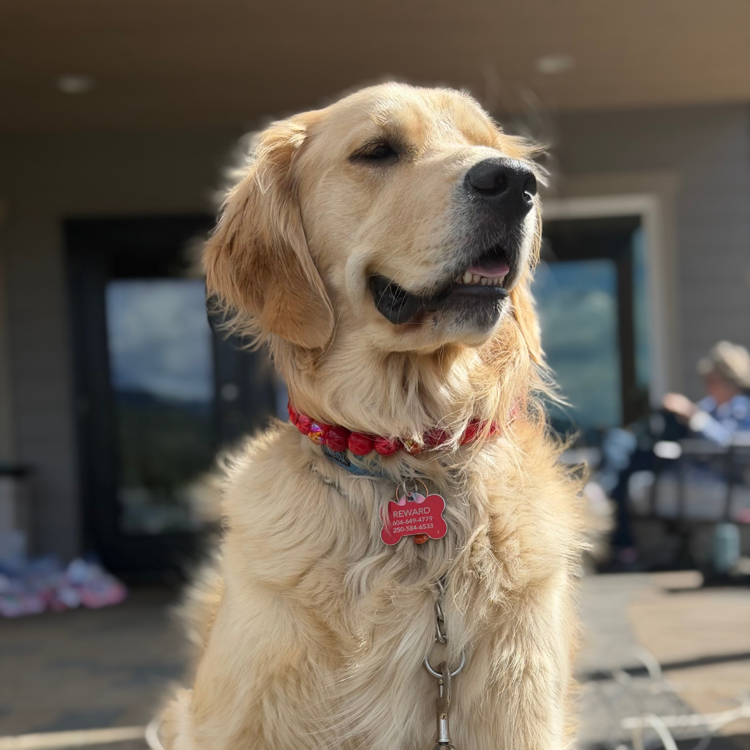 POPNCO Rory Beaded Pet Collar. Red Acrylic and Resin Beads on Aircraft Grade Stainless Steel Wire. Dog wearing a festive outfit with a Christmas-themed background POPNCO