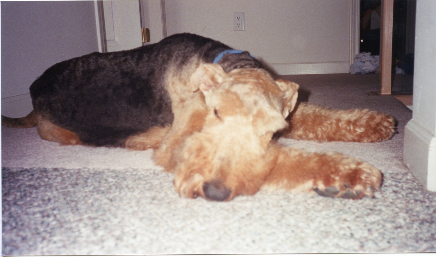 Dog laying on a carpeted flooring 